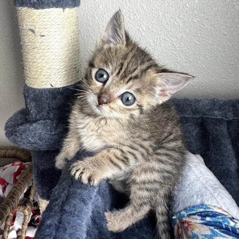A baby small-sized female Gray / Blue / Silver American Shorthair cat named Adelle for adoption in Calimesa, CA
