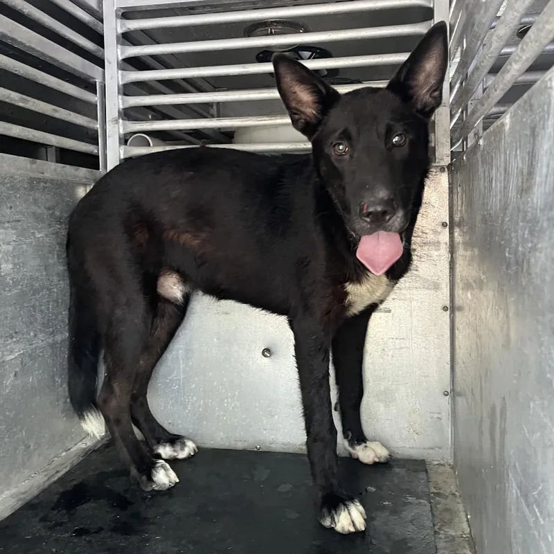 A young medium-sized male Black Shar-Pei dog named Brisk for adoption in Edinburg, TX