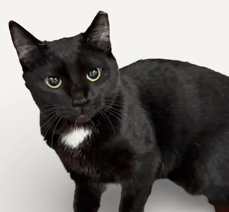 A young medium-sized female Black Domestic Short Hair cat named Gretel for adoption in Wyandotte, MI