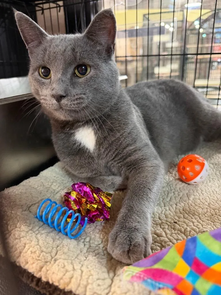 A young medium-sized male Domestic Short Hair cat named Dom for adoption in Lancaster, PA