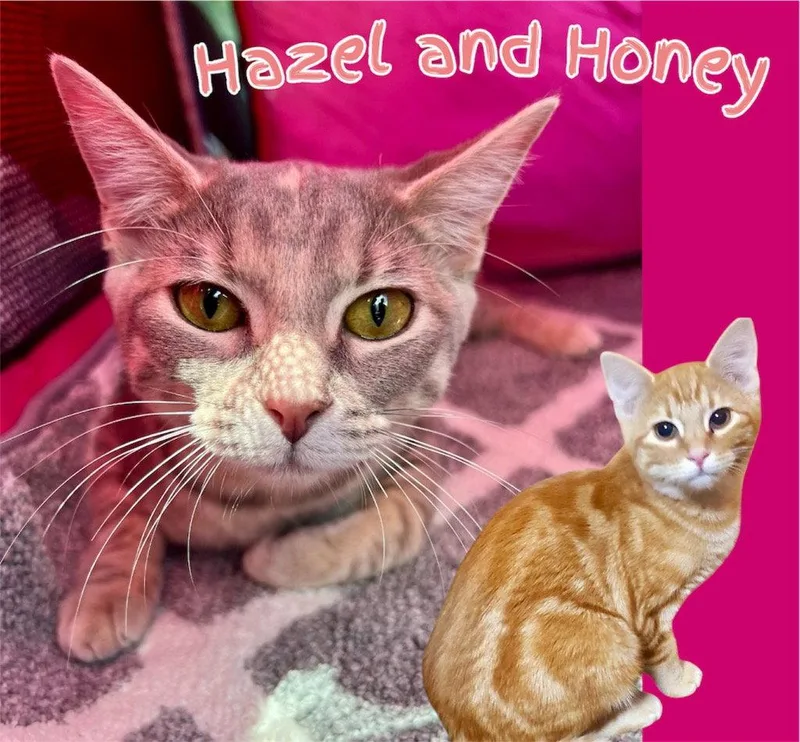 Hazel And Honey