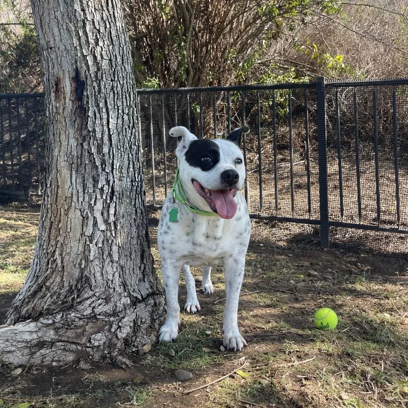 An adult medium-sized female White / Cream Mixed Breed dog named Coby for adoption in San Diego, CA