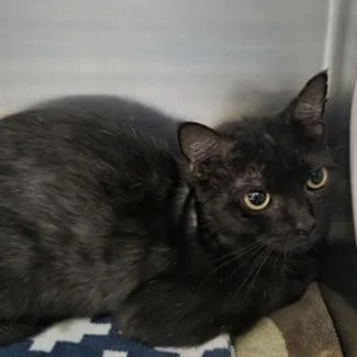 An adult medium-sized female Domestic Short Hair cat named Fruit Loop for adoption in Worcester, MA