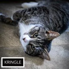 An adult medium-sized male Tabby cat named Kringle for adoption in Greenville, DE