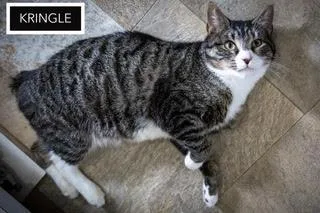 Kringle thumbnail 3