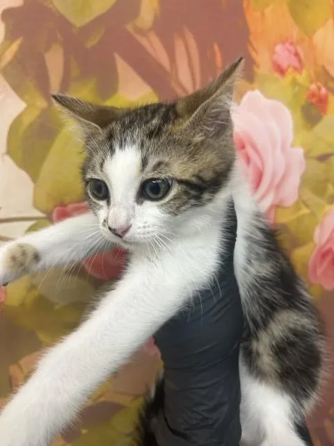 A baby small-sized female Domestic Short Hair cat named Chloe for adoption in San Bernardino, CA