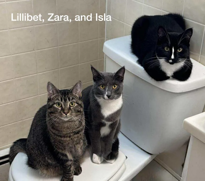 Lillibet thumbnail 3