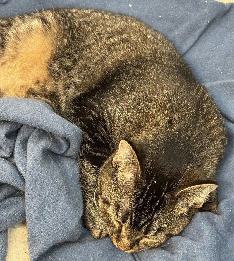 Lillibet thumbnail 4