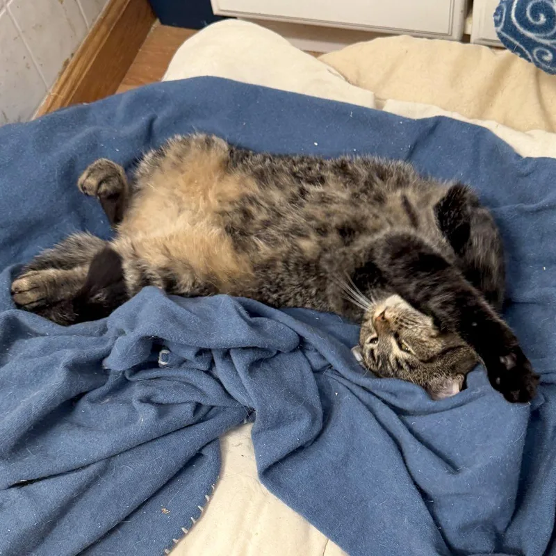 Lillibet thumbnail 5