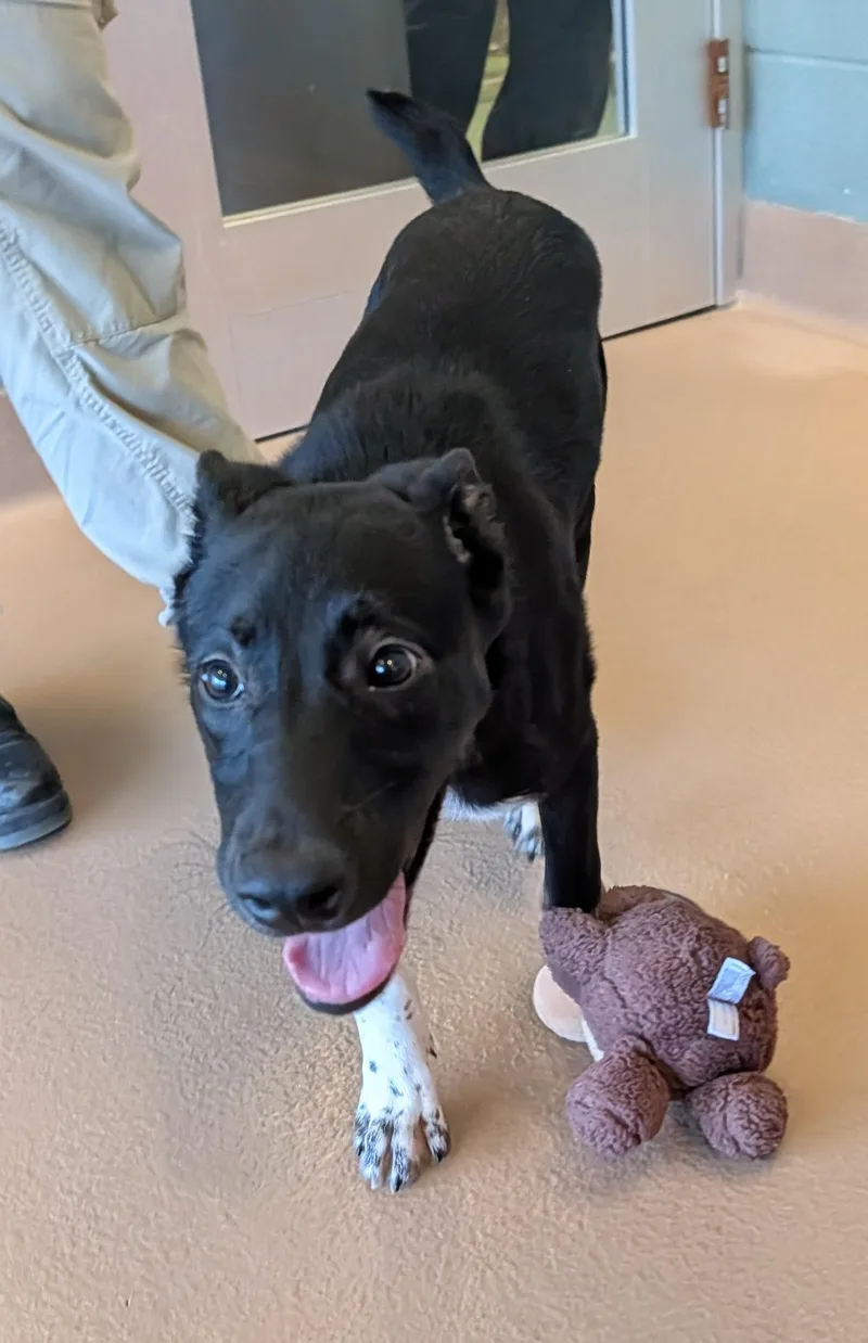 A baby medium-sized male Labrador Retriever dog named Oakley A for adoption in Plano, TX