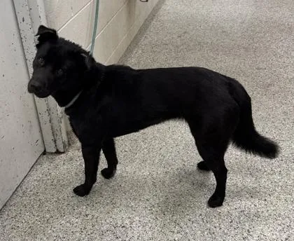 An adult large-sized female Black Mixed Breed dog named Connie for adoption in Kansas City, MO