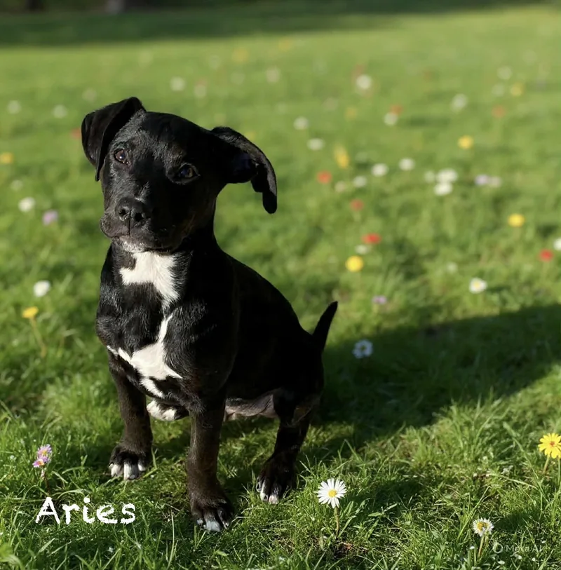 A baby medium-sized male Black Labrador Retriever dog named Aries for adoption in Hatfield, PA