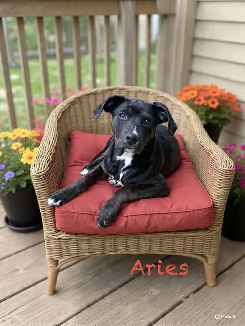 Aries thumbnail 2