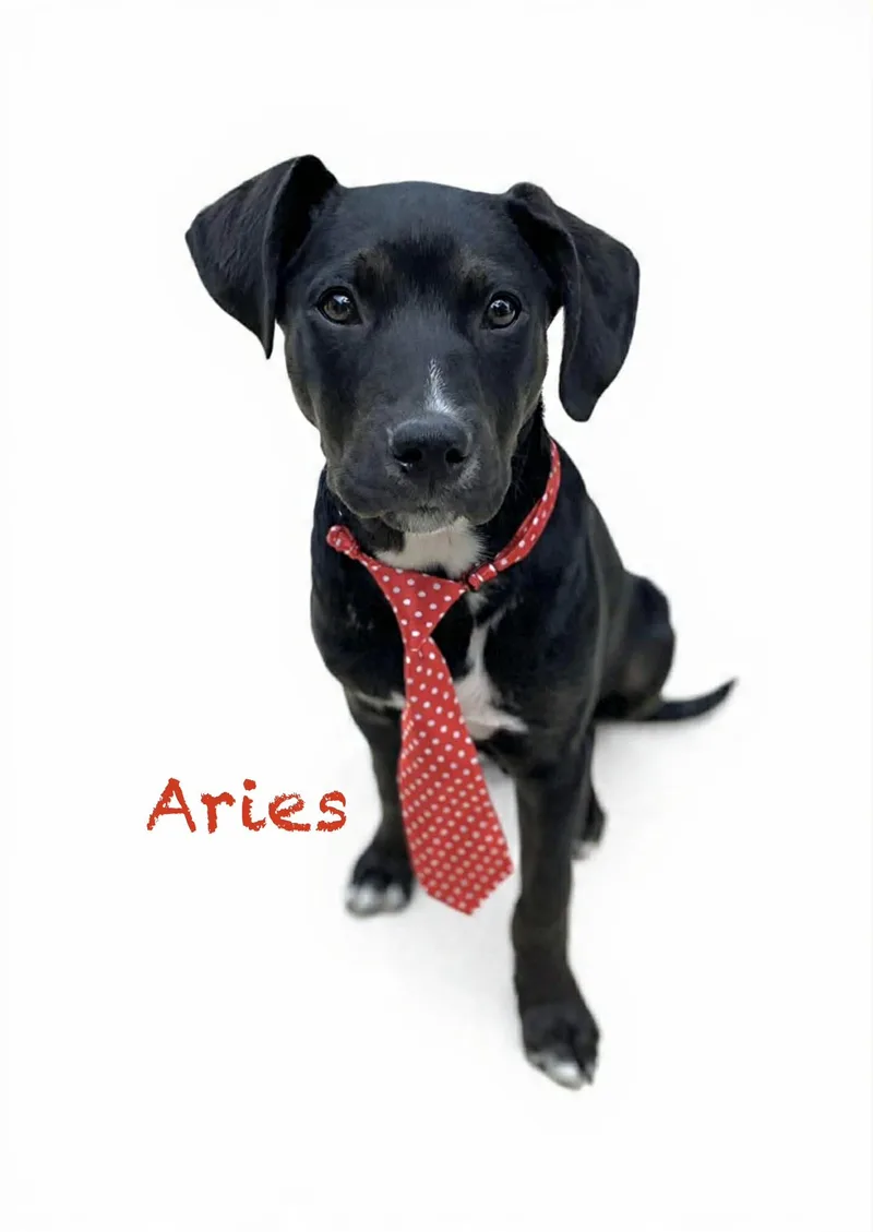 Aries thumbnail 3