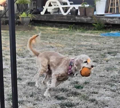 Lulu