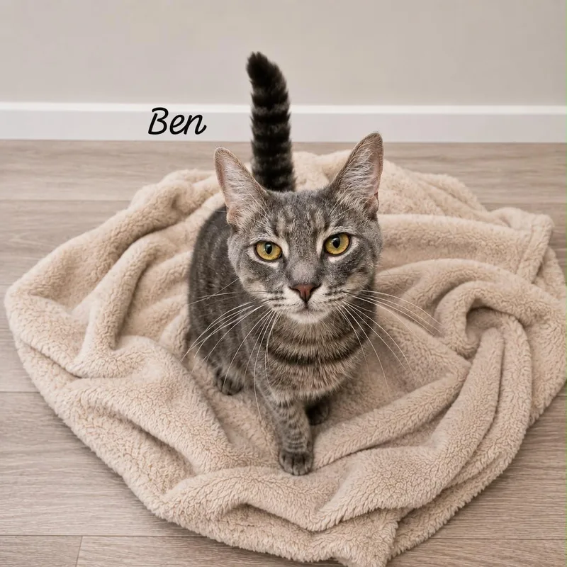 A young medium-sized male Tabby (Gray / Blue / Silver) Domestic Short Hair cat named Ben for adoption in Berkeley Heights, NJ