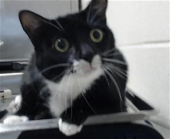 An adult large-sized male Domestic Short Hair cat named Hank for adoption in Fayetteville, NC