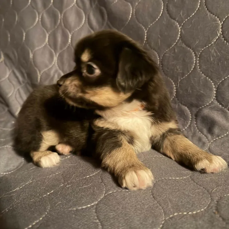 A baby small-sized female Black Chihuahua dog named Peach for adoption in Normal, IL