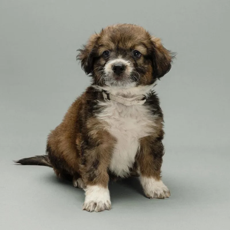 A baby small-sized female Mixed Breed dog named Chardonnay for adoption in Mesa, AZ