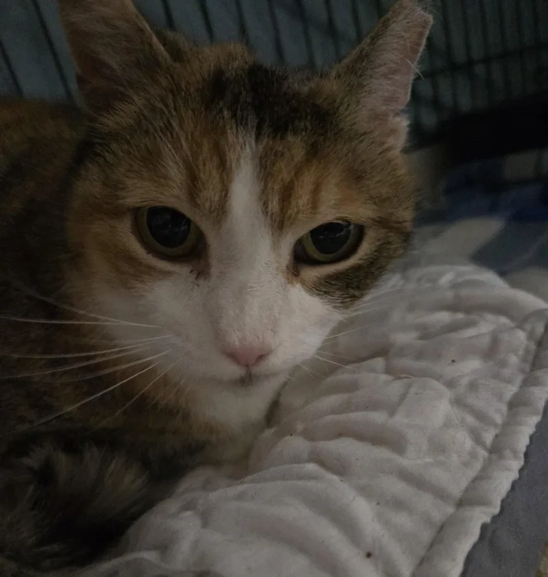 A senior large-sized female Domestic Short Hair cat named Princess Cloud for adoption in Trenton, NJ