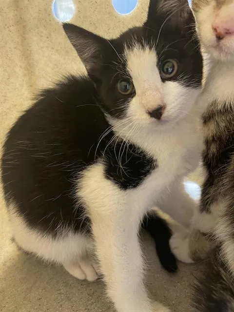 A baby small-sized female Domestic Short Hair cat named Carmen for adoption in Santa Cruz, CA
