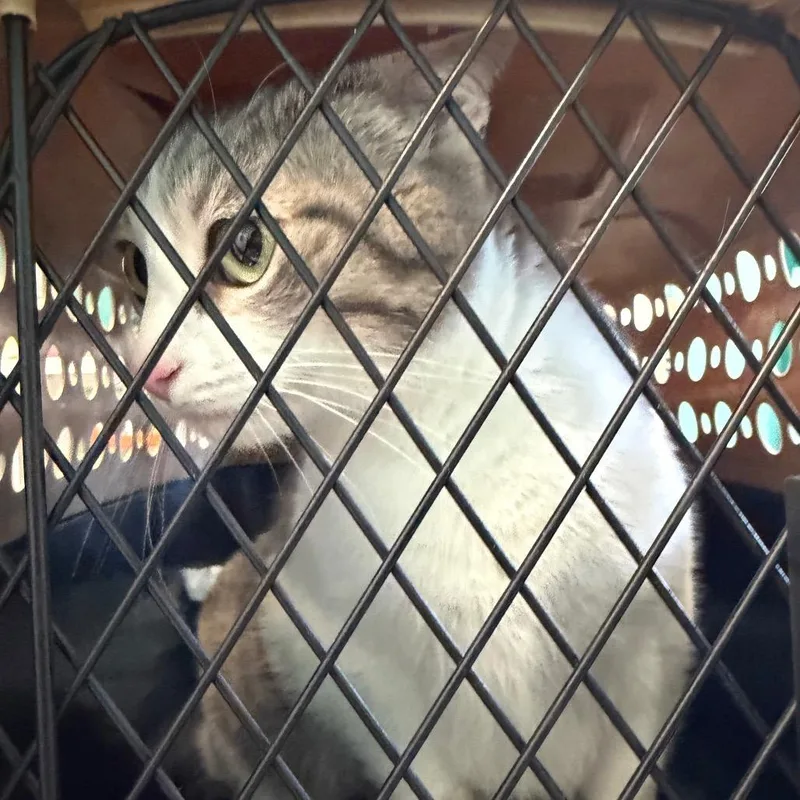 A baby medium-sized female Gray / Blue / Silver Domestic Short Hair cat named Harley for adoption in Lake Jackson, TX