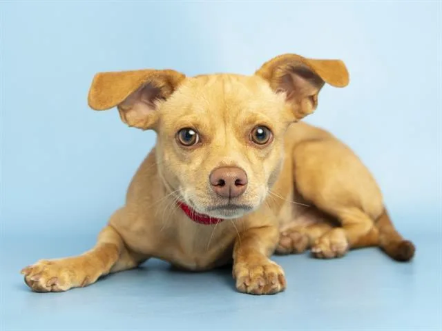 A young small-sized male Chihuahua dog named Butters for adoption in Phoenix, AZ