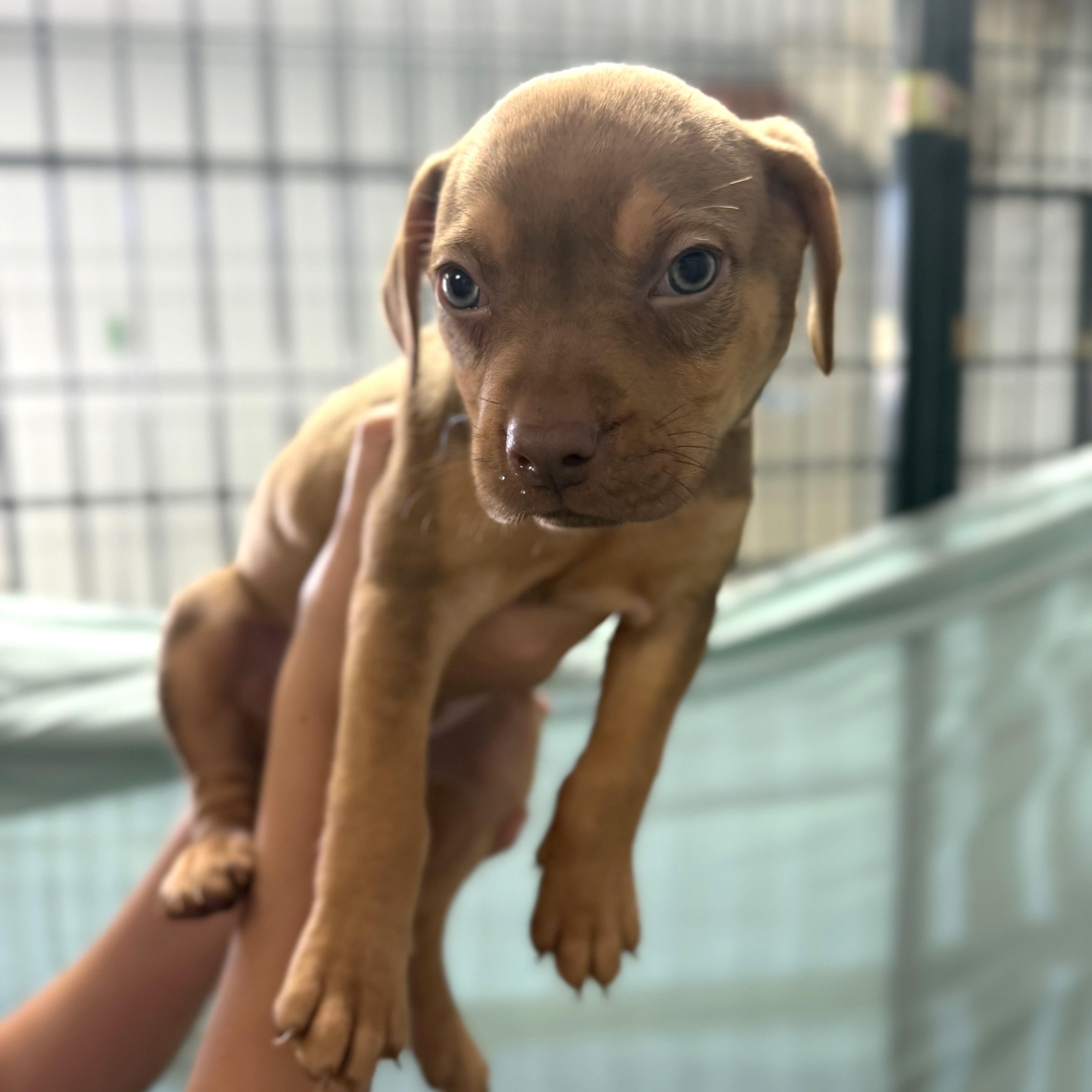 Tasmanian Devil thumbnail 2