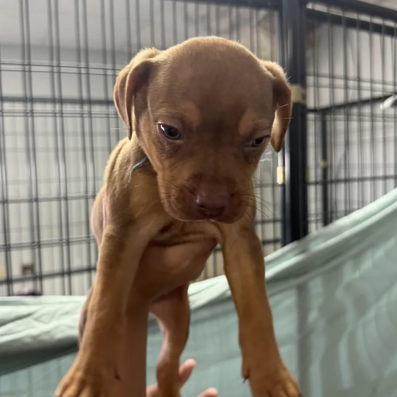 Tasmanian Devil thumbnail 4