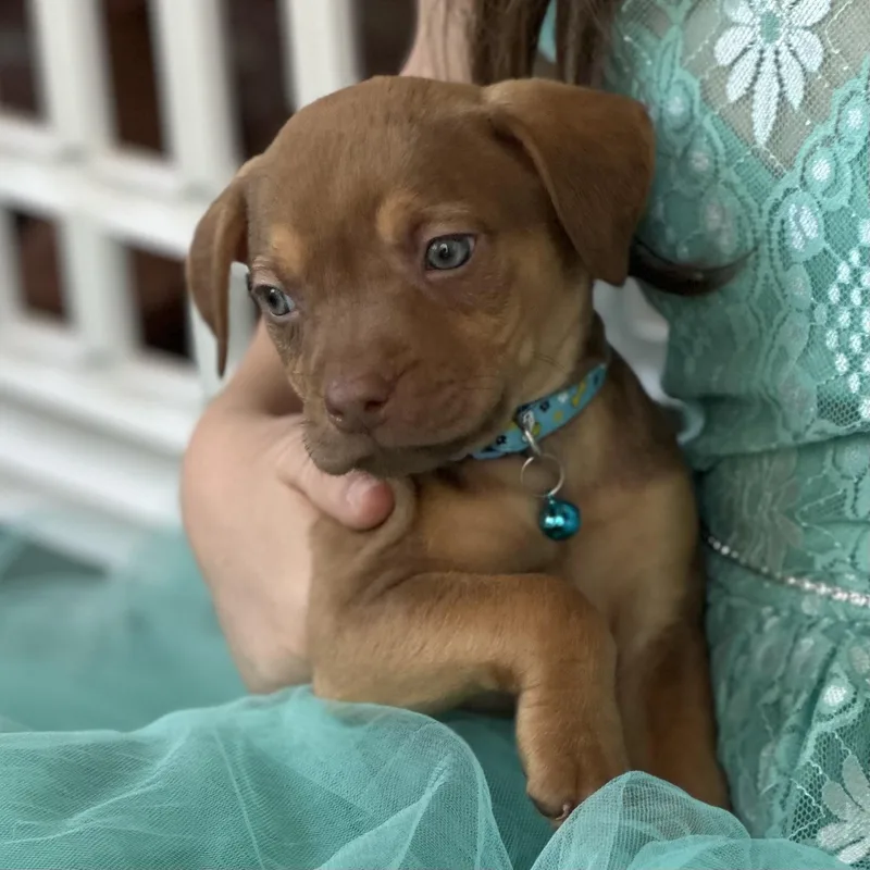 Tasmanian Devil thumbnail 5