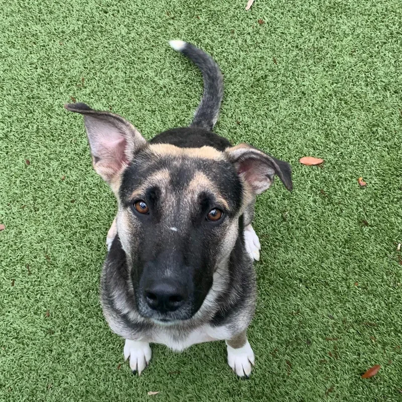 An adult medium-sized female German Shepherd Dog dog named Lori for adoption in Hilton Head Island, SC