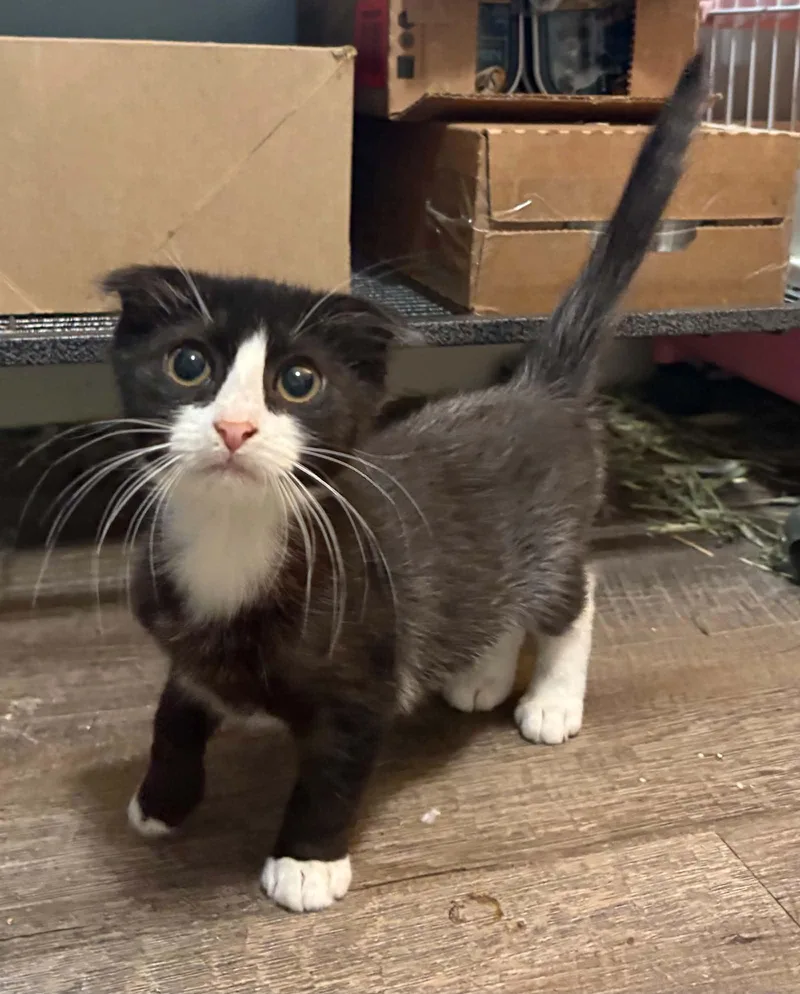 A baby small-sized female Tuxedo cat named Flopsy C Grace for adoption in Saunderstown, RI
