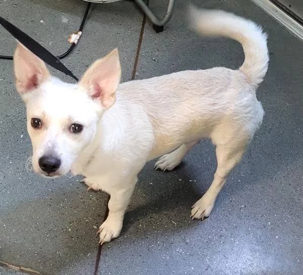 A young small-sized male Chihuahua dog named Pen c for adoption in Lawrenceville, GA