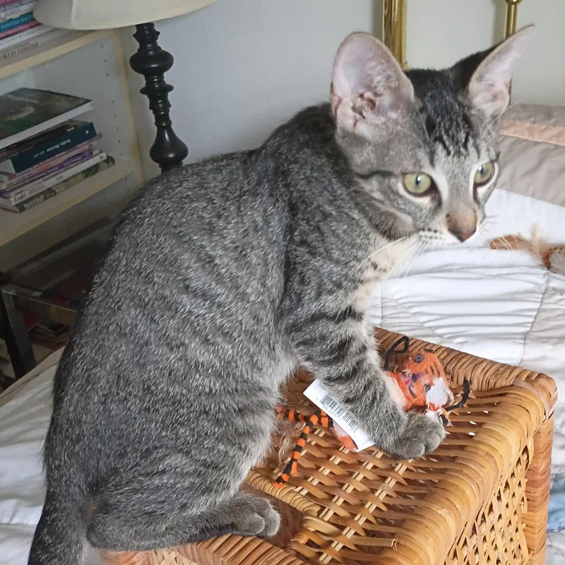 A baby medium-sized male Tabby cat named Leo tabbyIVpack for adoption in Houston, TX