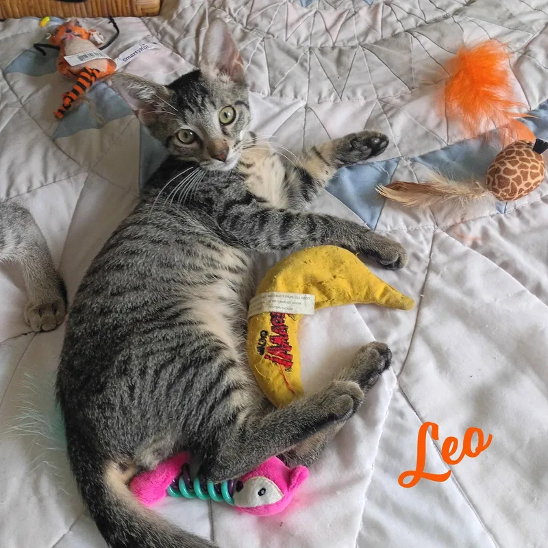 Leo tabbyIVpack thumbnail 3