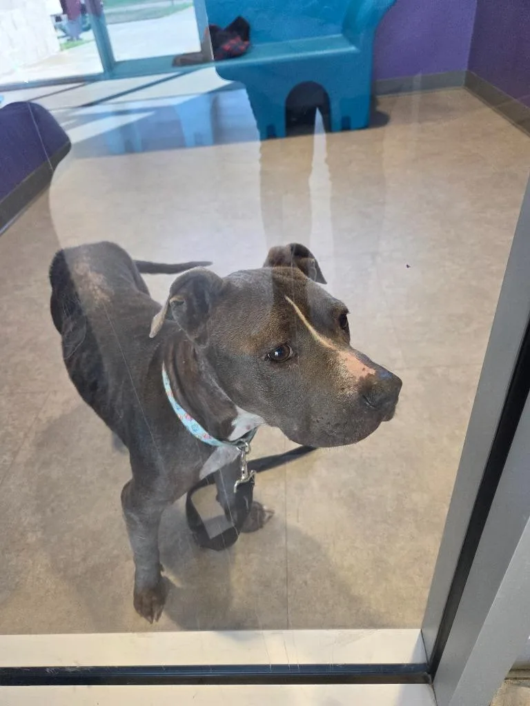 An adult large-sized female Mixed Breed dog named Mina for adoption in Bossier City, LA