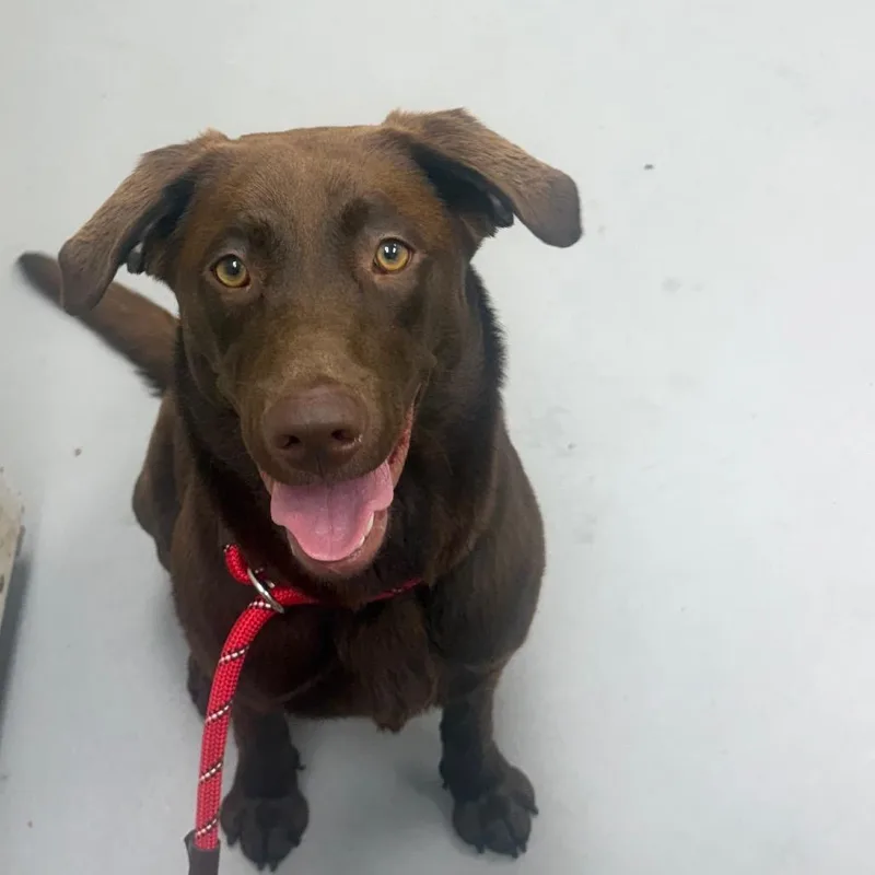 An adult medium-sized female Brown / Chocolate Mixed Breed dog named Straykenesawdrive for adoption in Columbus, GA