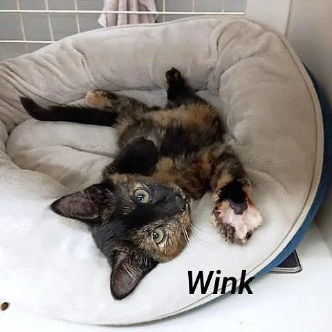 A baby medium-sized female Tortoiseshell Domestic Short Hair cat named Wink for adoption in Salt Lake City, UT