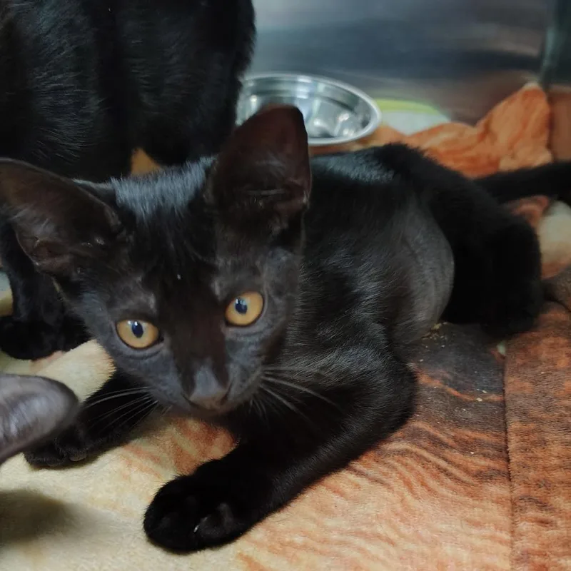 A baby small-sized female Black Domestic Short Hair cat named Julia for adoption in Vieques, PR