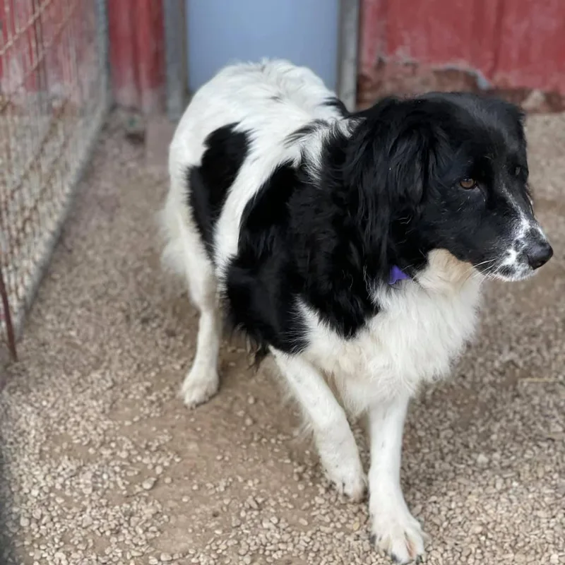 Daisy Collieville thumbnail 2