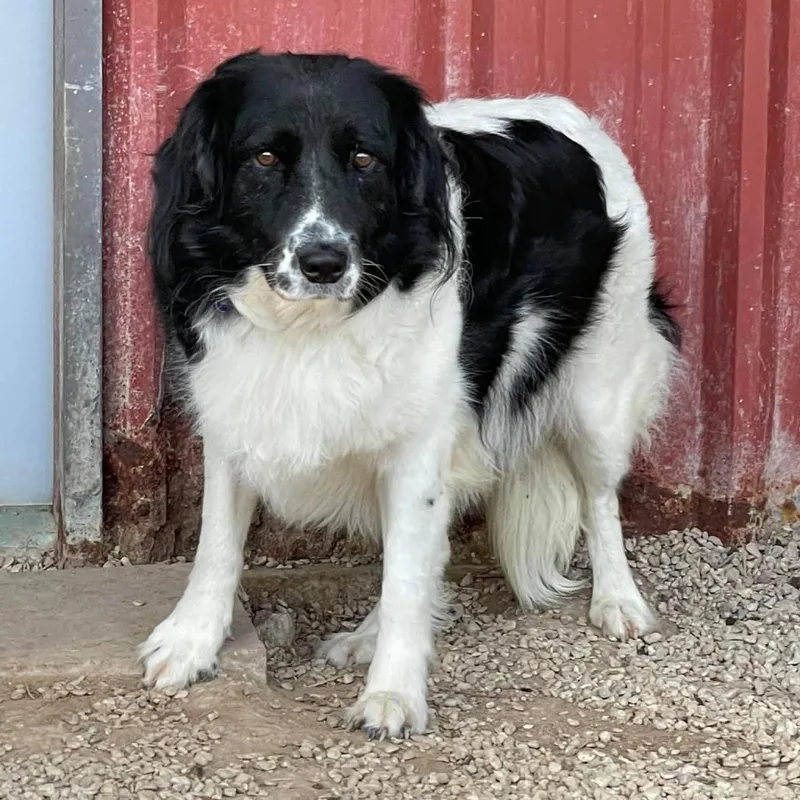 Daisy Collieville thumbnail 3