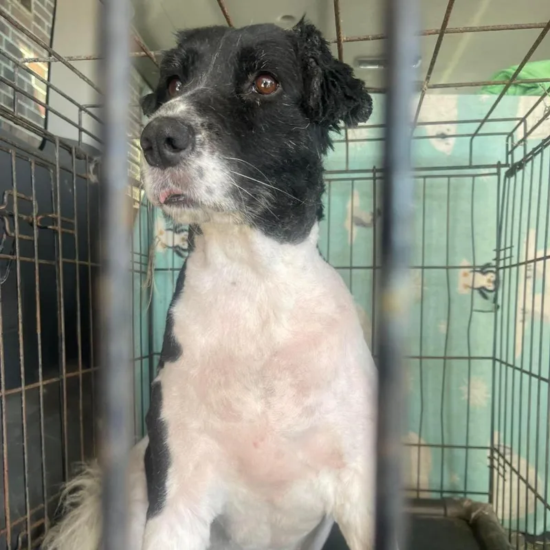 Daisy Collieville thumbnail 4