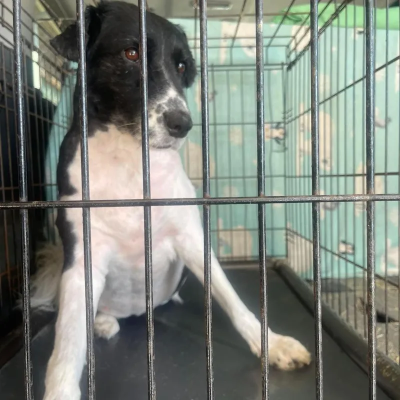 Daisy Collieville thumbnail 5