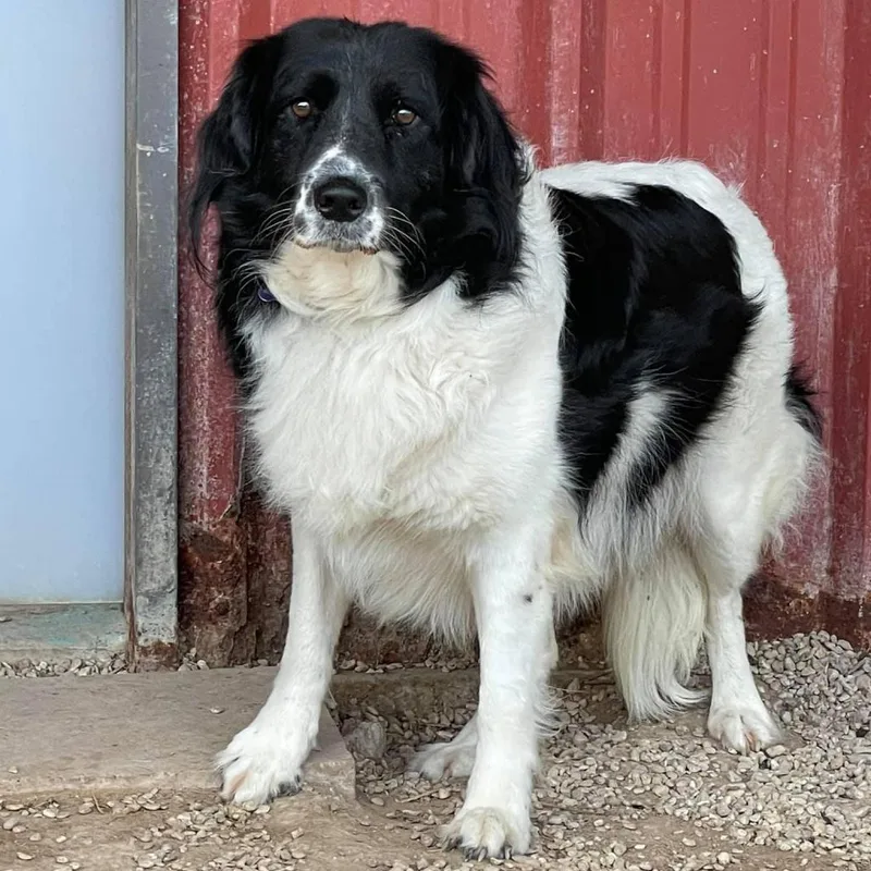 Daisy Collieville thumbnail 6