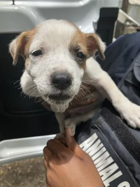 A baby small-sized male Mixed Breed dog named Westy for adoption in Dallas, TX