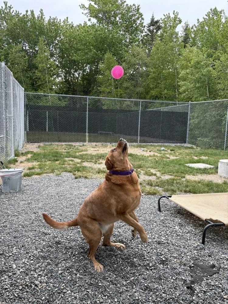 Nala