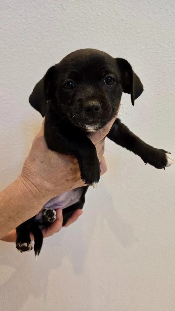 A baby small-sized female Chihuahua dog named Grace for adoption in Portland, OR