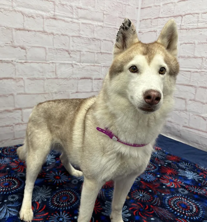 An adult medium-sized female Mixed Breed dog named Mj for adoption in Detroit, MI