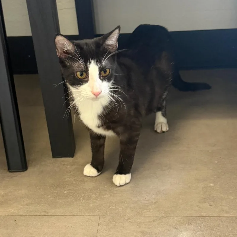 A baby small-sized female Black Domestic Short Hair cat named Oreo for adoption in Garfield, AR