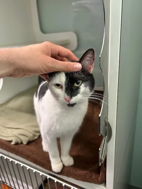 An adult medium-sized female Black & White / Tuxedo Domestic Short Hair cat named Lil Moosh for adoption in Muskegon, MI